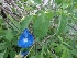  ( - GONP193)  @11 [ ] Copyright (2013) PHCDBS Paul Hebert Center for DNA Barcoding and Biodiversity Studies