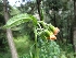  ( - MP1523)  @11 [ ] Copyright (2013) PHCDBS Paul Hebert Centre for DNA Barcoding and Biodiversity Studies