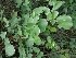  ( - MP1521)  @11 [ ] Copyright (2013) PHCDBS Paul Hebert Centre for DNA Barcoding and Biodiversity Studies