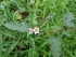 (Boerhavia dominii - ANP229)  @11 [ ] Copyright (2014) PHCDBS Paul Hebert Centre for DNA Barcoding And Biodiversity Studies