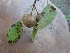  ( - MP1517)  @11 [ ] Copyright (2013) PHCDBS Paul Hebert Centre for DNA Barcoding and Biodiversity Studies
