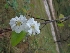  ( - MP1770)  @11 [ ] Copyright (2013) PHCDBS Paul Hebert Centre for DNA Barcoding and Biodiversity Studies