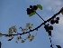 ( - MP1769)  @11 [ ] Copyright (2013) PHCDBS Paul Hebert Centre for DNA Barcoding and Biodiversity Studies