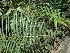  ( - MP1536)  @11 [ ] Copyright (2013) PHCDBS Paul Hebert Centre for DNA Barcoding and Biodiversity Studies