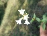  ( - MP1576)  @11 [ ] Copyright (2013) PHCDBS Paul Hebert Centre for DNA Barcoding and Biodiversity Studies