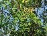  ( - MP1579)  @11 [ ] Copyright (2013) PHCDBS Paul Hebert Centre for DNA Barcoding and Biodiversity Studies