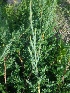  (Juniperus squamata - MP1605)  @11 [ ] Copyright (2013) PHCDBS Paul Hebert Centre for DNA Barcoding and Biodiversity Studies