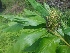  ( - MP1607)  @11 [ ] Copyright (2013) PHCDBS Paul Hebert Centre for DNA Barcoding and Biodiversity Studies