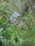  ( - MP1626)  @11 [ ] Copyright (2013) PHCDBS Paul Hebert Centre for DNA Barcoding and Biodiversity Studies