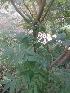  (Rhus chinensis - MP1609)  @11 [ ] Copyright (2013) PHCDBS Paul Hebert Centre for DNA Barcoding and Biodiversity Studies