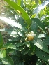  ( - MP1606)  @11 [ ] Copyright (2013) PHCDBS Paul Hebert Centre for DNA Barcoding and Biodiversity Studies