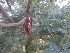  ( - MP1651)  @11 [ ] Copyright (2013) PHCDBS Paul Hebert Centre for DNA Barcoding and Biodiversity Studies