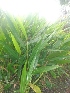  ( - MP1687)  @11 [ ] Copyright (2013) PHCDBS Paul Hebert Centre for DNA Barcoding and Biodiversity Studies