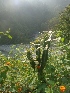  ( - MP1694)  @11 [ ] Copyright (2013) PHCDBS Paul Hebert Centre for DNA Barcoding and Biodiversity Studies