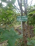  (Nyctanthes - MP1719.1)  @11 [ ] Copyright (2013) PHCDBS Paul Hebert Centre for DNA Barcoding and Biodiversity Studies