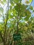  (Erythrina - MP1723.1)  @11 [ ] Copyright (2013) PHCDBS Paul Hebert Centre for DNA Barcoding and Biodiversity Studies
