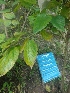  ( - MP1725.1)  @11 [ ] Copyright (2013) PHCDBS Paul Hebert Centre for DNA Barcoding and Biodiversity Studies