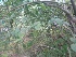  (Jasminum subhumile - MP1733)  @11 [ ] Copyright (2013) PHCDBS Paul Hebert Centre for DNA Barcoding and Biodiversity Studies