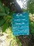  ( - MP1739)  @11 [ ] Copyright (2013) PHCDBS Paul Hebert Centre for DNA Barcoding and Biodiversity Studies