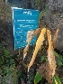  ( - MP1805)  @11 [ ] Copyright (2013) PHCDBS Paul Hebert Centre for DNA Barcoding and Biodiversity Studies