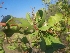  ( - MP1824)  @11 [ ] Copyright (2014) PHCDBS Paul Hebert Centre For DNA Barcoding And Biodiversity Studies