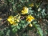  ( - MP1831)  @11 [ ] Copyright (2014) PHCDBS Paul Hebert Centre For DNA Barcoding And Biodiversity Studies