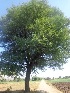  ( - MP1832)  @11 [ ] Copyright (2014) PHCDBS Paul Hebert Centre For DNA Barcoding And Biodiversity Studies