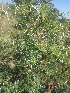  ( - MP1834)  @11 [ ] Copyright (2014) PHCDBS Paul Hebert Centre For DNA Barcoding And Biodiversity Studies