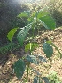  ( - MP1842)  @11 [ ] Copyright (2014) PHCDBS Paul Hebert Centre For DNA Barcoding And Biodiversity Studies