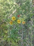  (Vachellia flava - MP1845)  @11 [ ] Copyright (2014) PHCDBS Paul Hebert Centre For DNA Barcoding And Biodiversity Studies