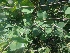  ( - MP1848)  @11 [ ] Copyright (2014) PHCDBS Paul Hebert Centre For DNA Barcoding And Biodiversity Studies