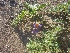  ( - MP1868)  @11 [ ] Copyright (2014) PHCDBS Paul Hebert Centre For DNA Barcoding And Biodiversity Studies