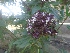  ( - MP252)  @11 [ ] Copyright (2014) G D Khedkar Paul Hebert Centre For DNA Barcoding And Biodiversity Studies
