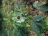  ( - MP1882)  @11 [ ] Copyright (2014) PHCDBS Paul Hebert Centre For DNA Barcoding And Biodiversity Studies