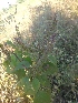  ( - MP1892)  @11 [ ] Copyright (2014) PHCDBS Paul Hebert Centre For DNA Barcoding And Biodiversity Studies