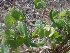  ( - MP1900)  @11 [ ] Copyright (2014) PHCDBS Paul Hebert Centre For DNA Barcoding And Biodiversity Studies