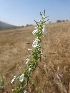  (Leucas aspera - MP1903)  @11 [ ] Copyright (2014) PHCDBS Paul Hebert Centre For DNA Barcoding And Biodiversity Studies