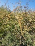  ( - MP1915)  @11 [ ] Copyright (2014) PHCDBS Paul Hebert Centre For DNA Barcoding And Biodiversity Studies