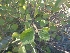  ( - MP1918)  @11 [ ] Copyright (2014) PHCDBS Paul Hebert Centre For DNA Barcoding And Biodiversity Studies