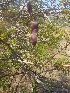  ( - MP1921)  @11 [ ] Copyright (2014) PHCDBS Paul Hebert Centre For DNA Barcoding And Biodiversity Studies
