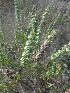 ( - MP1929)  @11 [ ] Copyright (2014) PHCDBS Paul Hebert Centre For DNA Barcoding And Biodiversity Studies