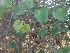  ( - MP1931)  @11 [ ] Copyright (2014) PHCDBS Paul Hebert Centre For DNA Barcoding And Biodiversity Studies