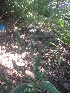  ( - MP1938)  @11 [ ] Copyright (2014) PHCDBS Paul Hebert Centre For DNA Barcoding And Biodiversity Studies