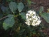  ( - MP1947)  @11 [ ] Copyright (2014) PHCDBS Paul Hebert Centre For DNA Barcoding And Biodiversity Studies