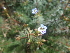  ( - MP1961)  @11 [ ] Copyright (2014) PHCDBS Paul Hebert Centre For DNA Barcoding And Biodiversity Studies