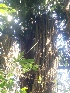  ( - MP1965)  @11 [ ] Copyright (2014) PHCDBS Paul Hebert Centre For DNA Barcoding And Biodiversity Studies