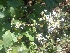  ( - MP1969)  @11 [ ] Copyright (2014) PHCDBS Paul Hebert Centre For DNA Barcoding And Biodiversity Studies
