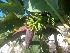  ( - MP1973)  @11 [ ] Copyright (2014) PHCDBS Paul Hebert Centre For DNA Barcoding And Biodiversity Studies