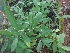  (Olea dioica - MP1999)  @11 [ ] Copyright (2014) PHCDBS Paul Hebert Centre For DNA Barcoding And Biodiversity Studies