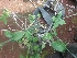  ( - MP2005)  @11 [ ] Copyright (2014) PHCDBS Paul Hebert Centre For DNA Barcoding And Biodiversity Studies